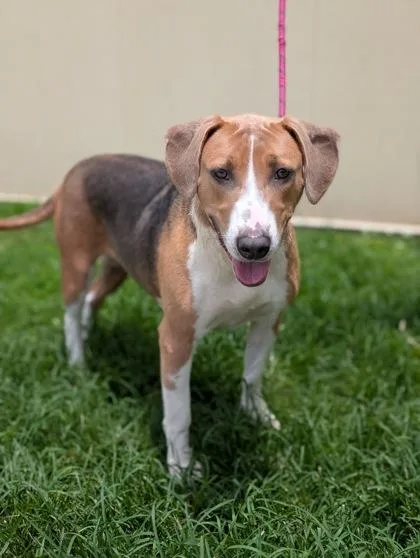 An adult medium-sized female Hound dog named Meridith for adoption in Gulfport, MS