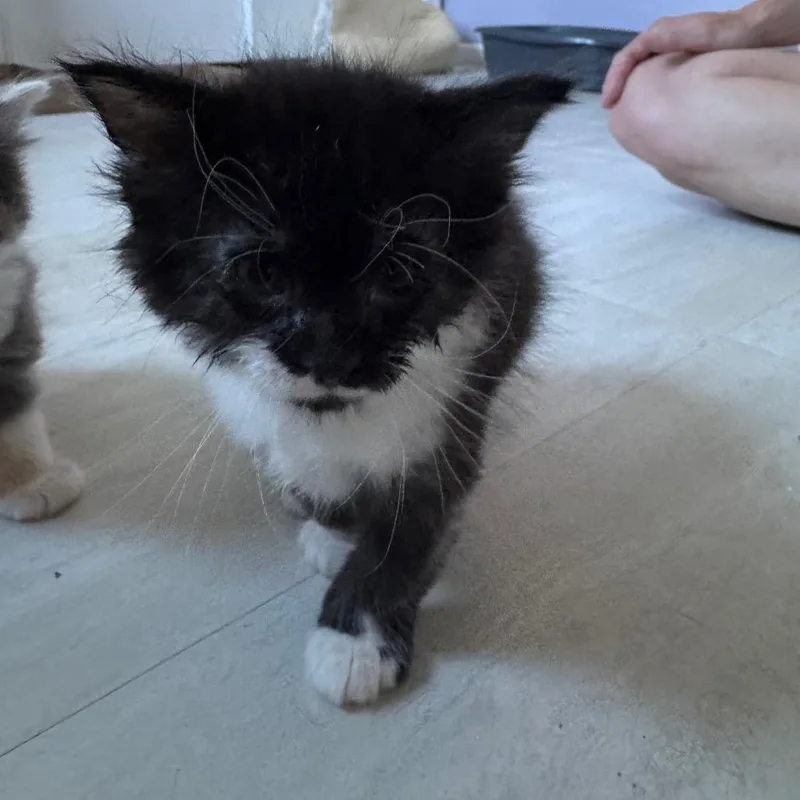 A baby small-sized male Black Domestic Long Hair cat named Hairy Pawter for adoption in Overland Park, KS