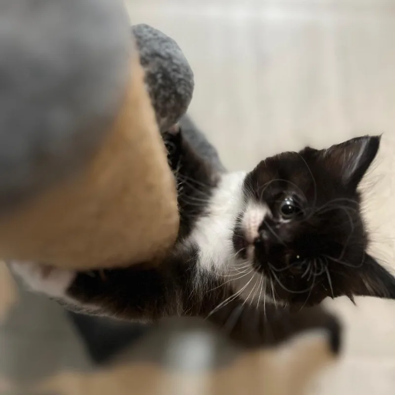 Hairy Pawter thumbnail 3
