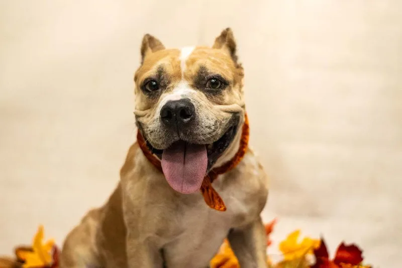 An adult medium-sized female Bulldog dog named Bramble for adoption in Sanford, FL