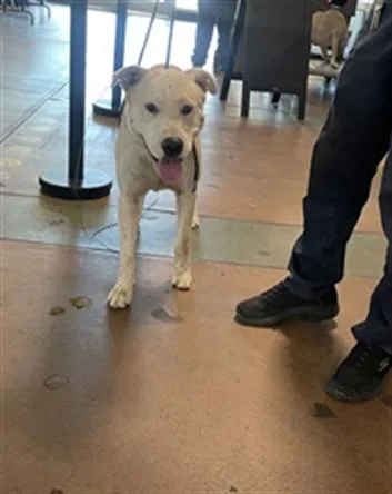 A young large-sized male Labrador Retriever dog named Wayne for adoption in Van Nuys, CA