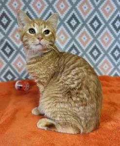 A young medium-sized male Domestic Short Hair cat named Preston for adoption in Bucyrus, OH