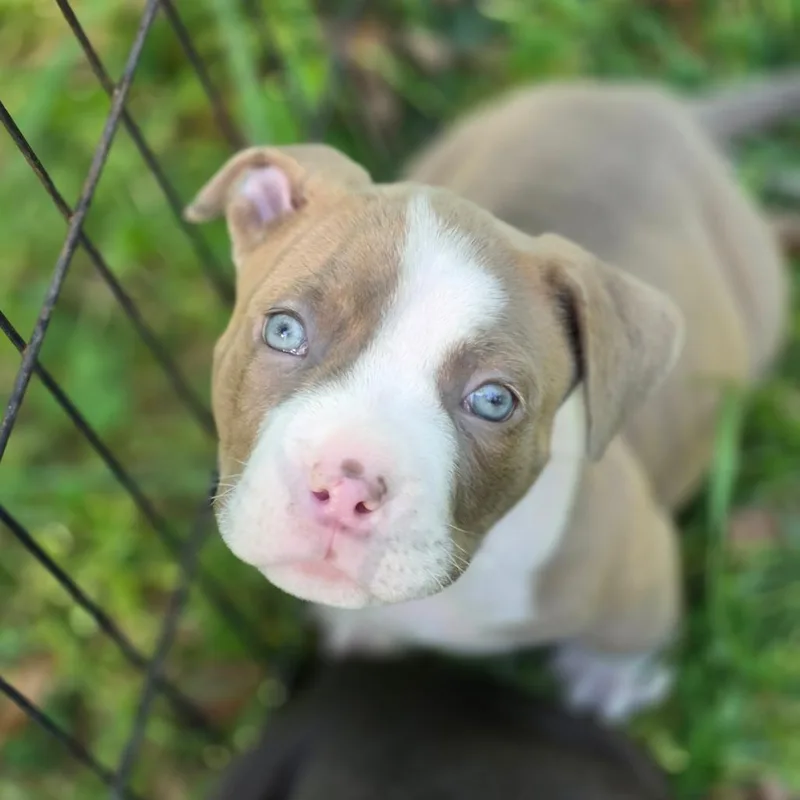 A baby small-sized male Brown / Chocolate Mixed Breed dog named Marcellus for adoption in Fredericksburg, VA