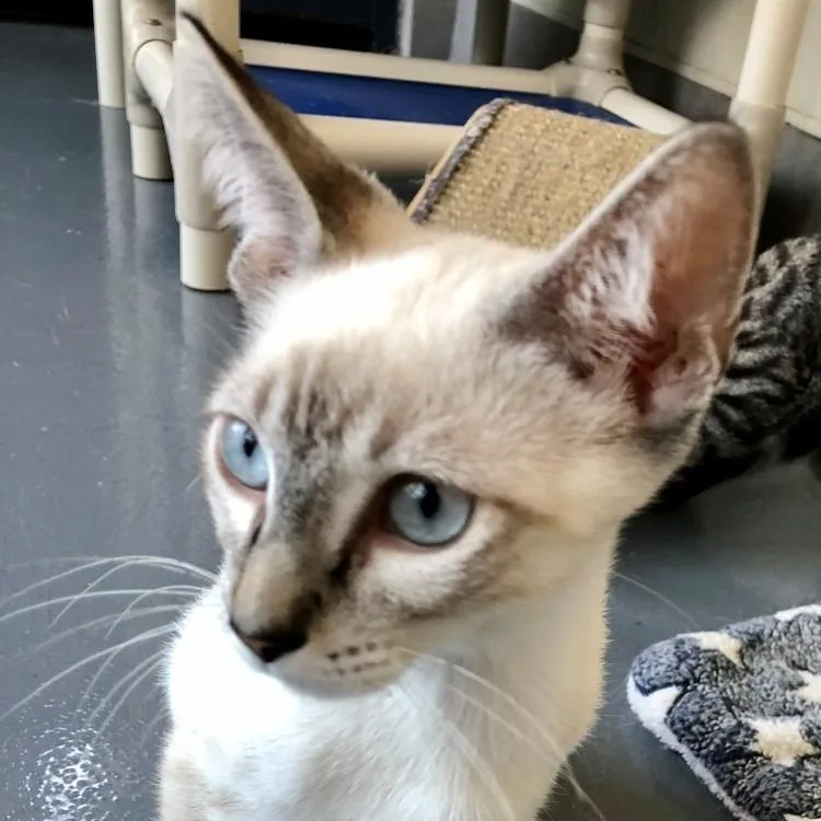 A baby large-sized male Domestic Short Hair cat named Smokey for adoption in Lodi, CA