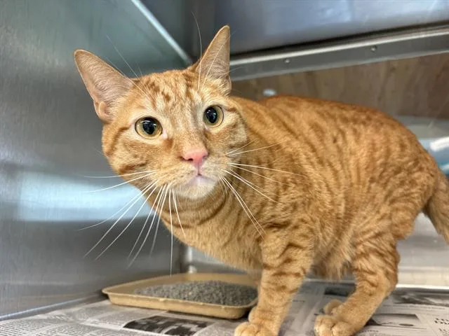An adult medium-sized male Domestic Short Hair cat named Bruno for adoption in Grand Prairie, TX