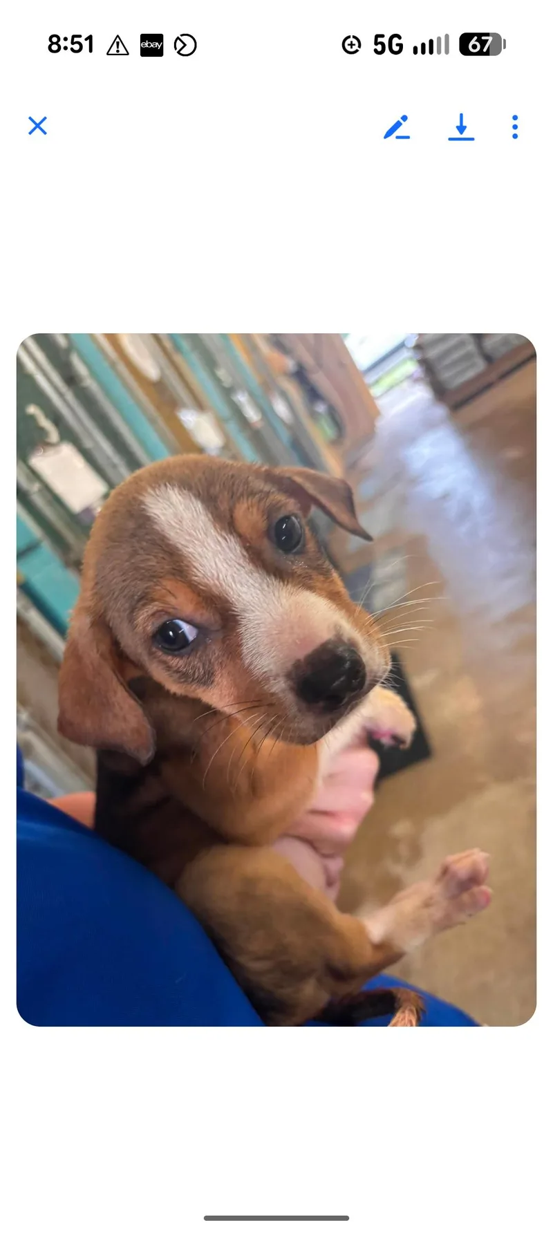 A baby medium-sized male Tricolor (Brown, Black, & White) Beagle dog named Buddy for adoption in Browns Mills, NJ