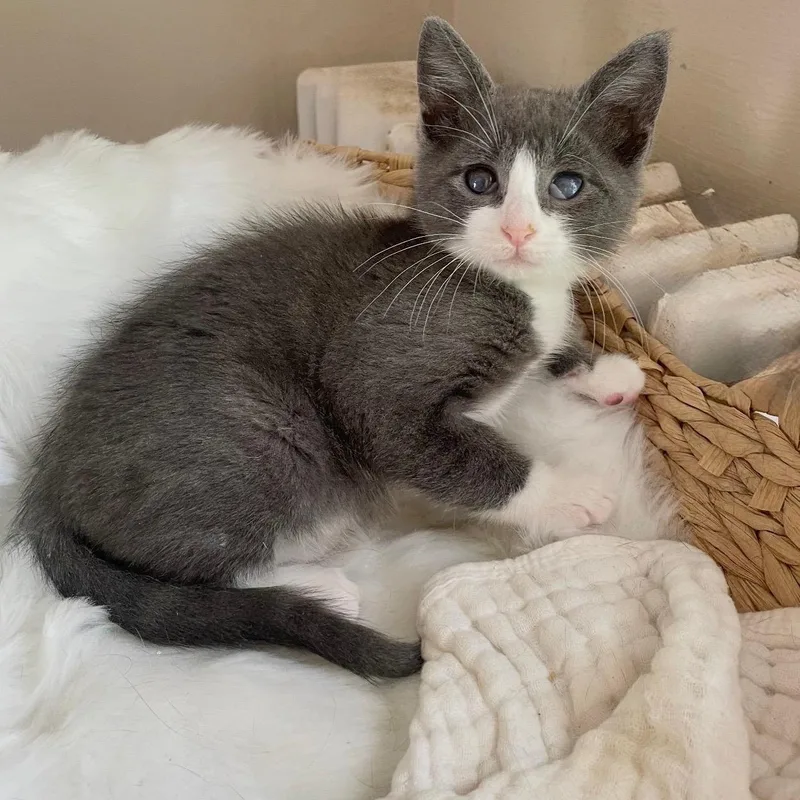 A baby small-sized female Gray & White American Shorthair cat named Moro for adoption in Staten Island, NY