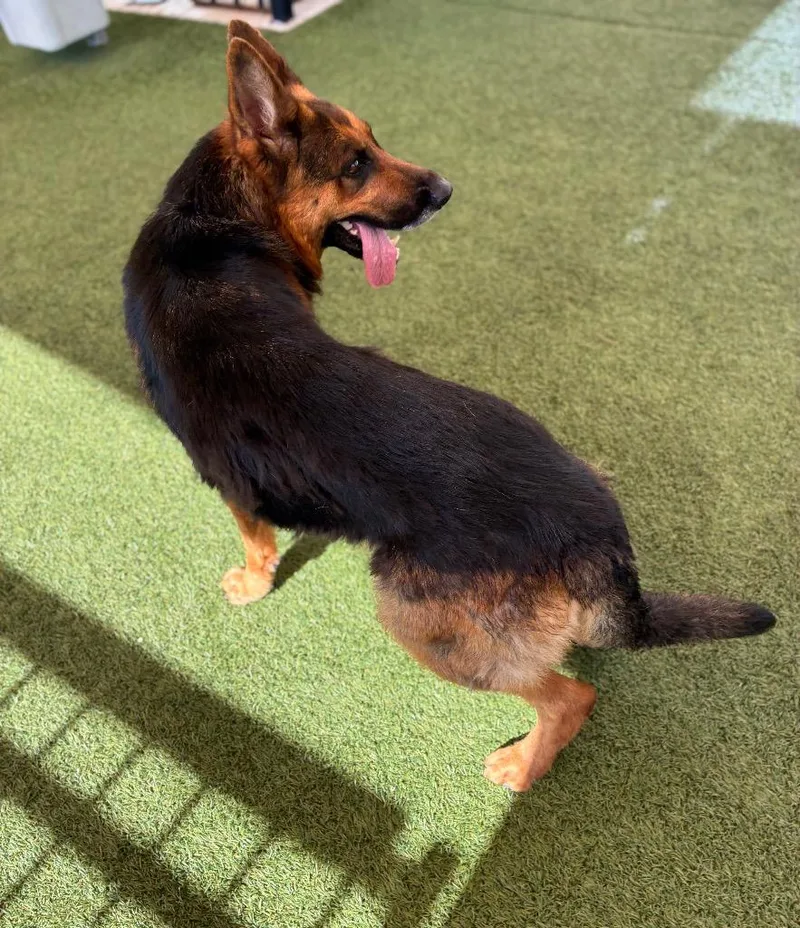 An adult large-sized female German Shepherd Dog dog named Kallie for adoption in Seguin, TX