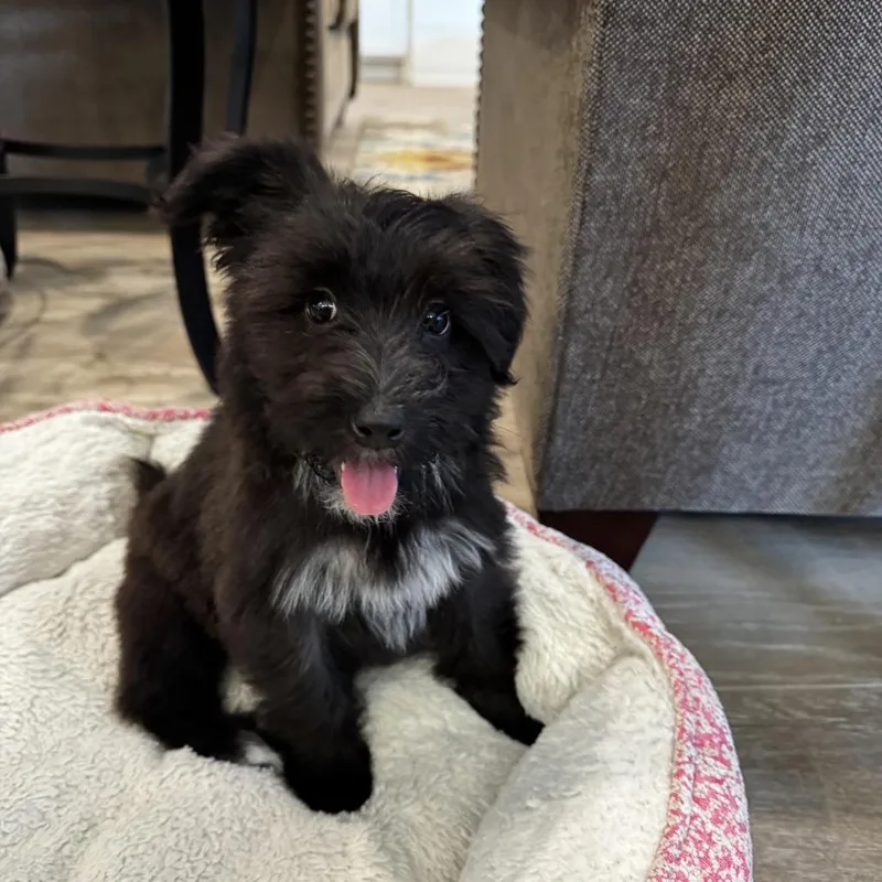 A baby small-sized female Black Tibetan Terrier dog named S'mores for adoption in Santa Fe, TX