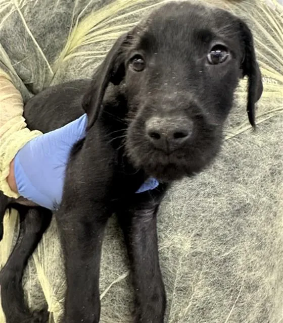 A baby large-sized female Labrador Retriever dog named Mountain for adoption in Phoenix, AZ