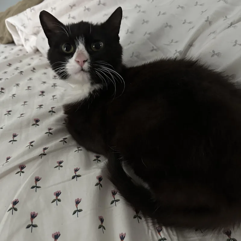 A baby medium-sized female Black & White / Tuxedo American Shorthair cat named Bella for adoption in Galloway, NJ