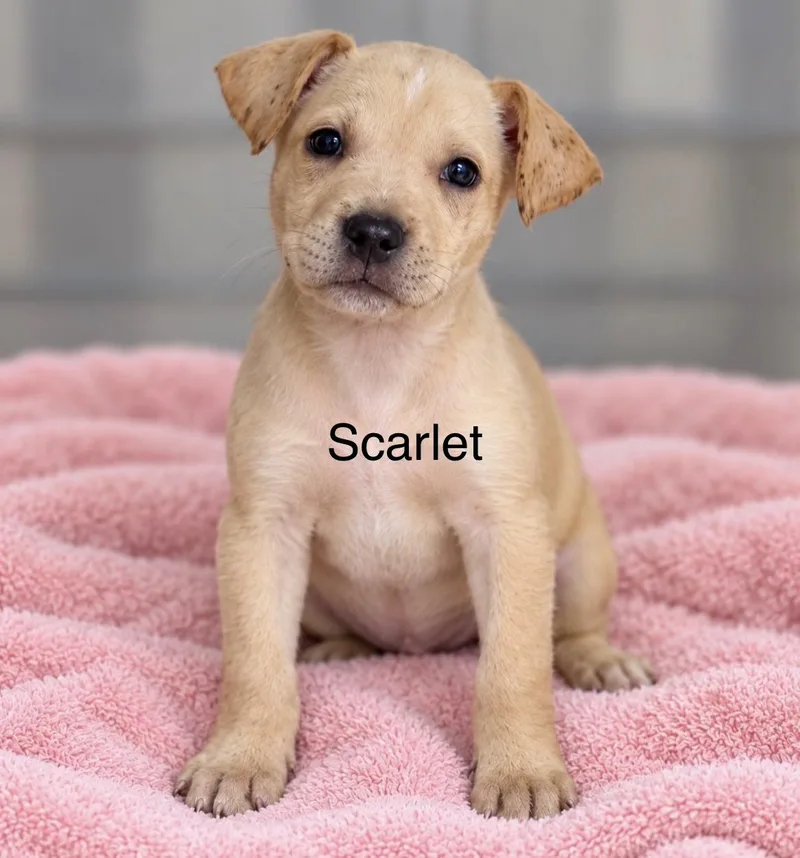 A baby medium-sized female Yellow / Tan / Blond / Fawn Retriever dog named Scarlett for adoption in Pawleys Island, SC