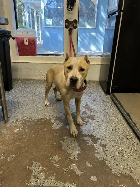 An adult large-sized female Pit Bull Terrier dog named Judy for adoption in Mobile, AL