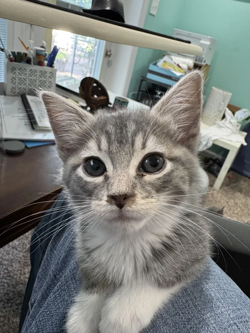 A baby small-sized female Domestic Short Hair cat named Spring Tide for adoption in Richmond, VA