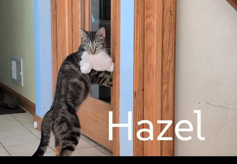 A young medium-sized female Tabby (Gray / Blue / Silver) Domestic Short Hair cat named Hazel for adoption in Battle Creek, MI