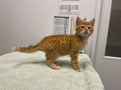 A baby small-sized male Orange / Red Domestic Short Hair cat named Owen for adoption in Kansas City, MO