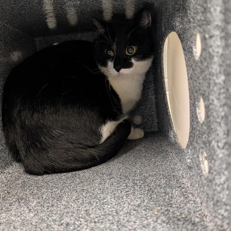 An adult large-sized female Domestic Short Hair cat named Daisy for adoption in Greenville, SC