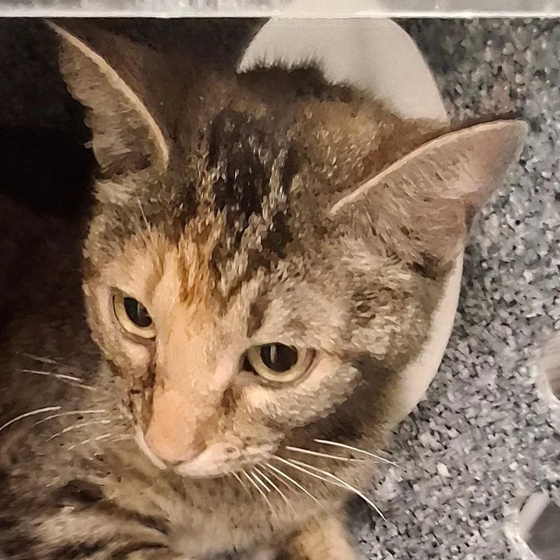 Gretta