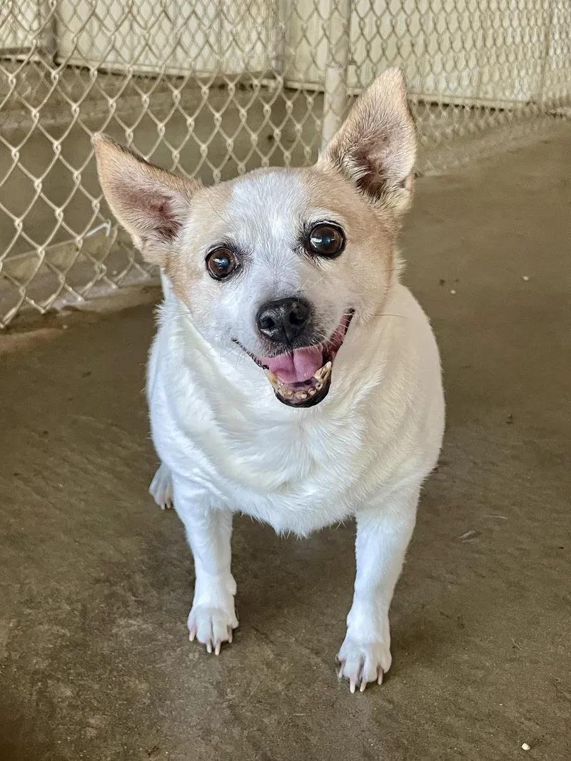 A senior small-sized female Rat Terrier dog named Judy for adoption in Lacon, IL