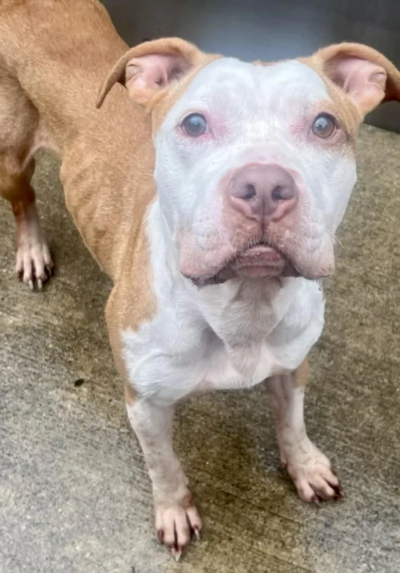 An adult medium-sized female Brown / Chocolate Pit Bull Terrier dog named Alma for adoption in Chicago, IL