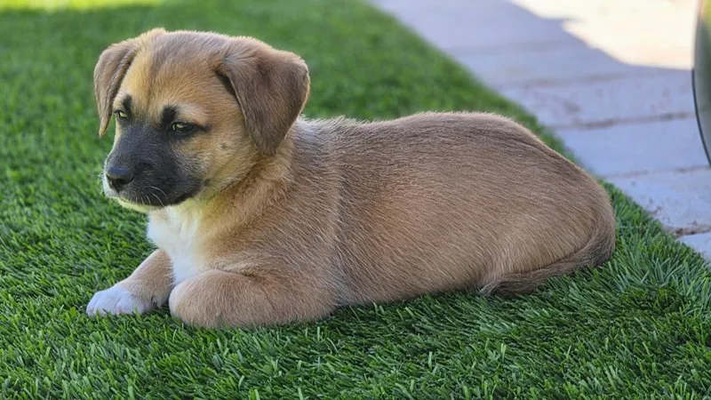 Nino Franco thumbnail 2