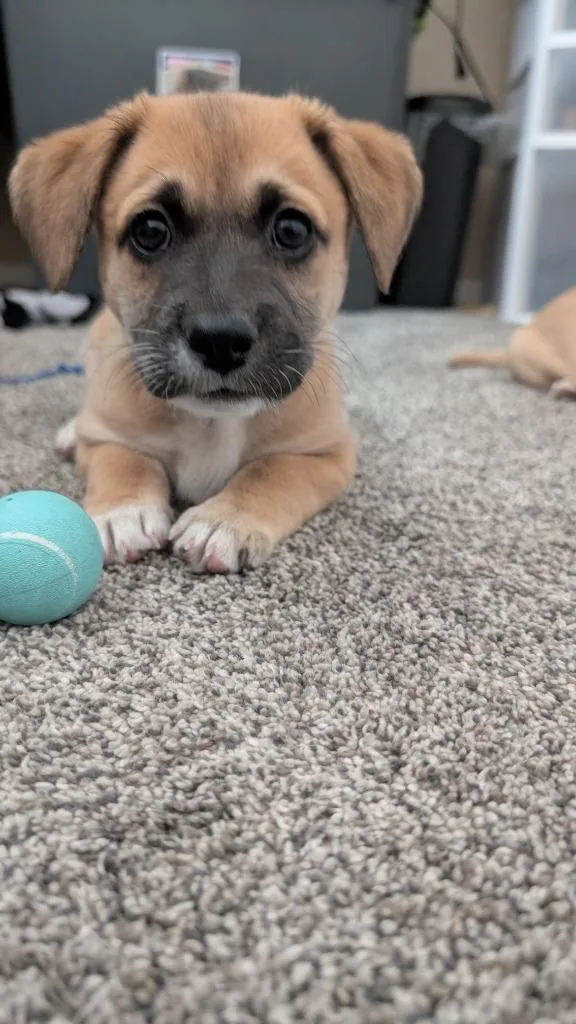 Nino Franco thumbnail 3