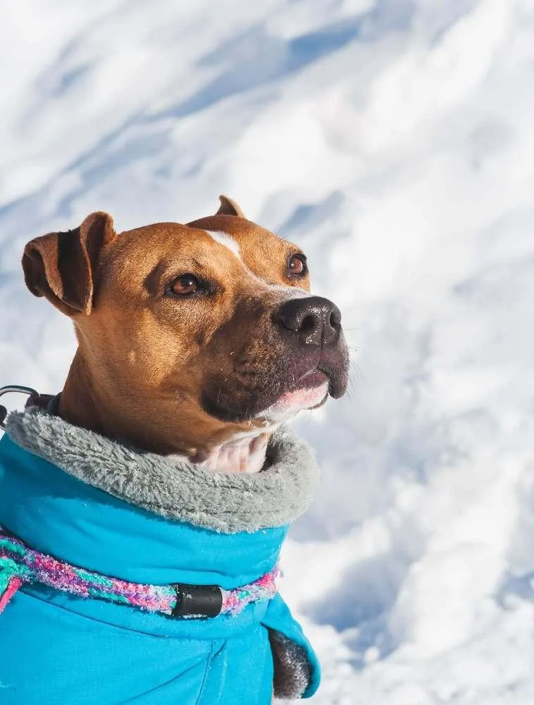 Rosalina thumbnail 6