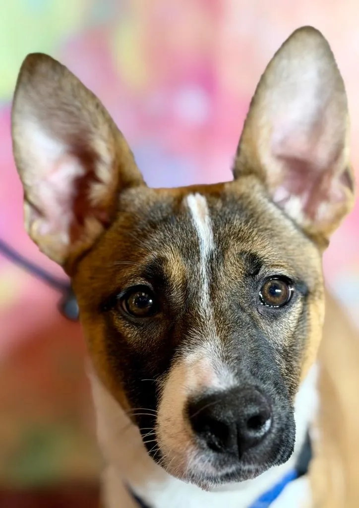 A baby medium-sized female Terrier dog named Carol for adoption in Wintersville, OH