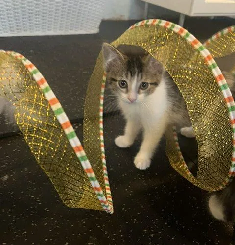 A baby small-sized male Tabby (Brown / Chocolate) Domestic Short Hair cat named Geo for adoption in Kenosha, WI