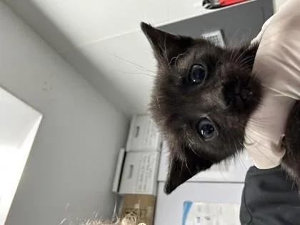 A baby small-sized female Domestic Short Hair cat named Vega for adoption in West Chester, PA