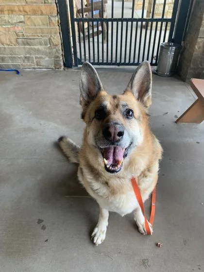 A senior large-sized female German Shepherd Dog dog named Sadie for adoption in Knoxville, TN
