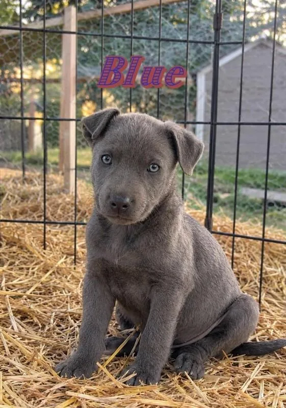 A young medium-sized male Labrador Retriever dog named Blue for adoption in North Bend, WA
