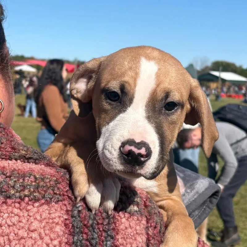 A baby small-sized male Boxer dog named Wind Biscuit for adoption in Mooresville, IN
