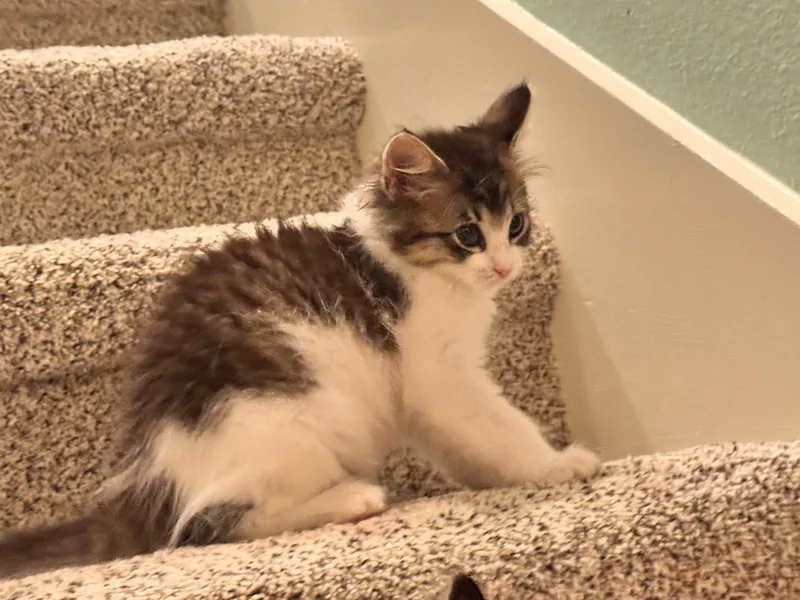 A baby medium-sized female Tabby cat named Azteca for adoption in Wesley Chapel, FL
