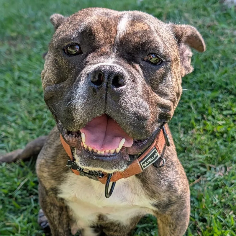 An adult medium-sized female Brown / Chocolate Pit Bull Terrier dog named Delilah for adoption in Sacramento, CA