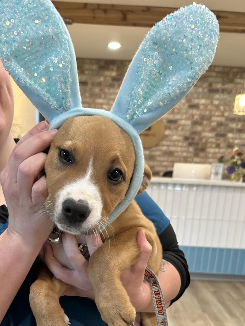 A baby medium-sized female Boxer dog named Karma for adoption in Somerset, KY