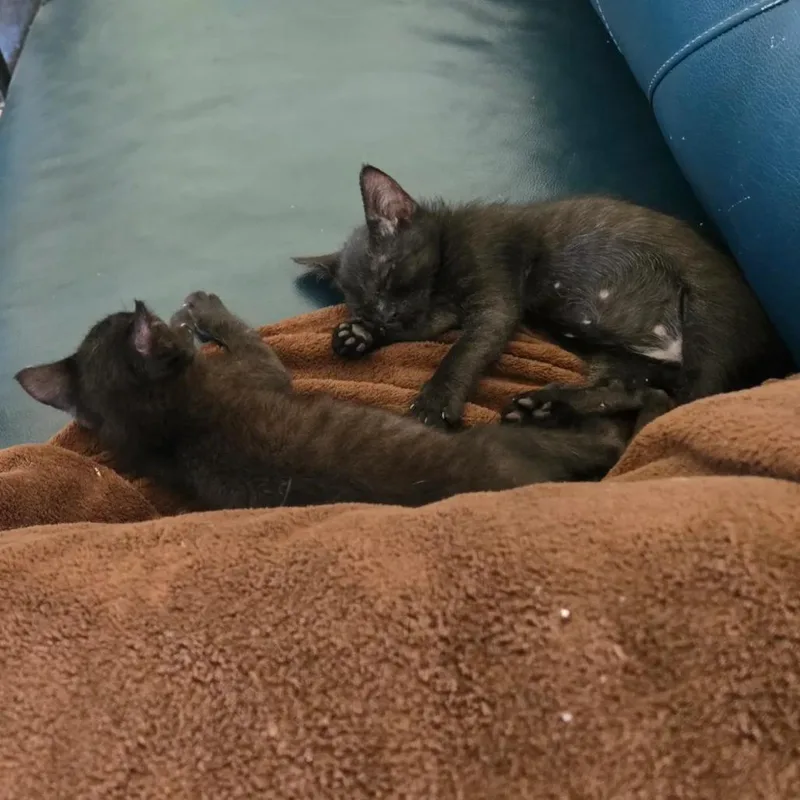 A baby small-sized female Black Domestic Short Hair cat named Quiet Mouse for adoption in Austin, TX