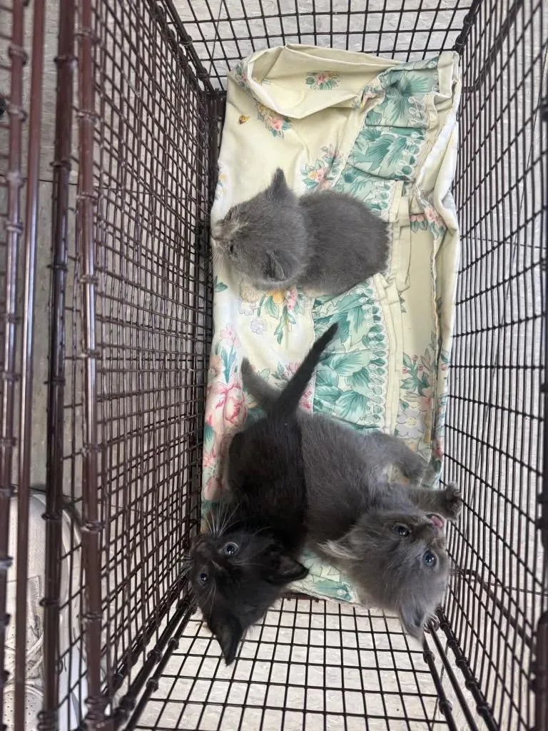 A baby medium-sized female Domestic Short Hair cat named Paloma for adoption in Sorrento, LA