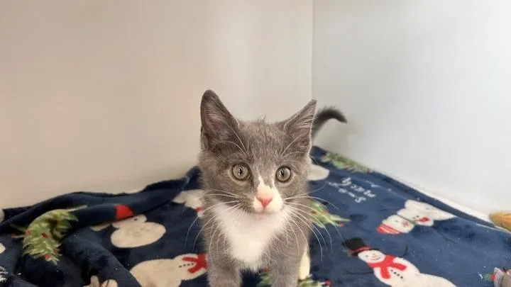 A baby medium-sized female Gray & White Domestic Short Hair cat named Hickory for adoption in Chestertown, MD