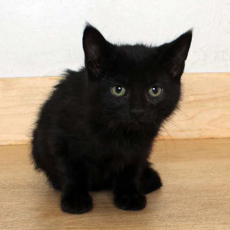 A baby small-sized male Black Domestic Short Hair cat named Sunscreen C for adoption in Minnetonka, MN