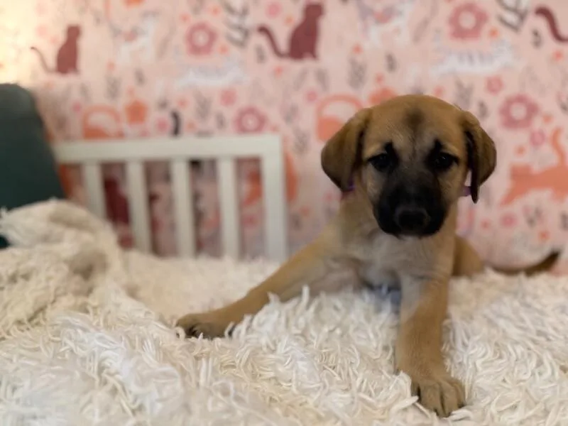 A baby medium-sized female Yellow / Tan / Blond / Fawn Labrador Retriever dog named Nala Lovey Baby for adoption in Friendswood, TX