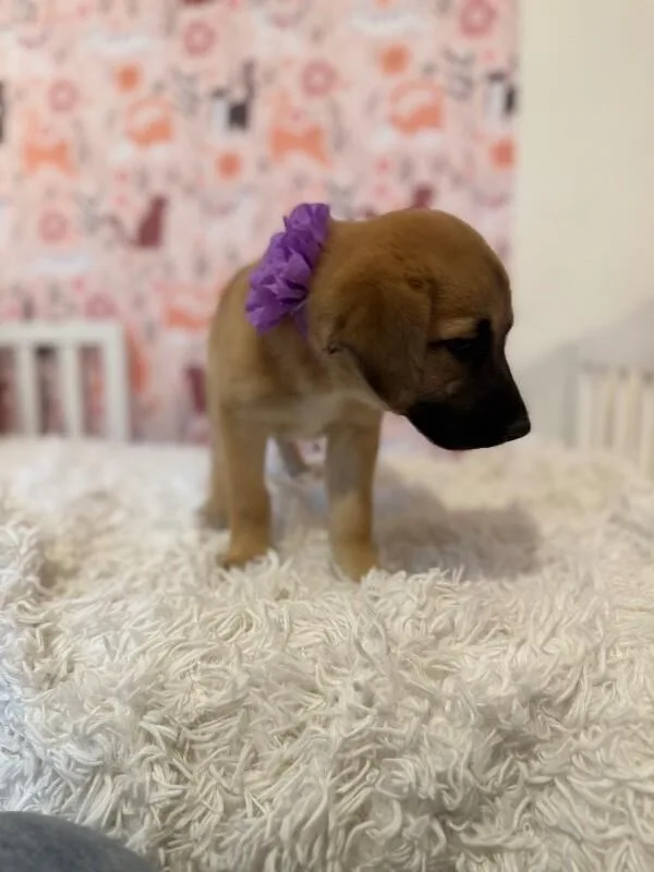 Nala Lovey Baby thumbnail 3