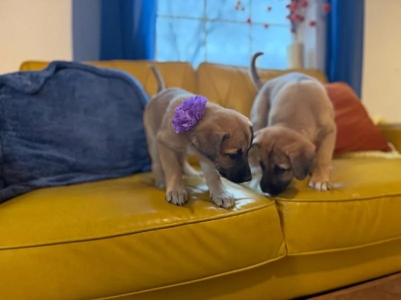 Nala Lovey Baby thumbnail 4