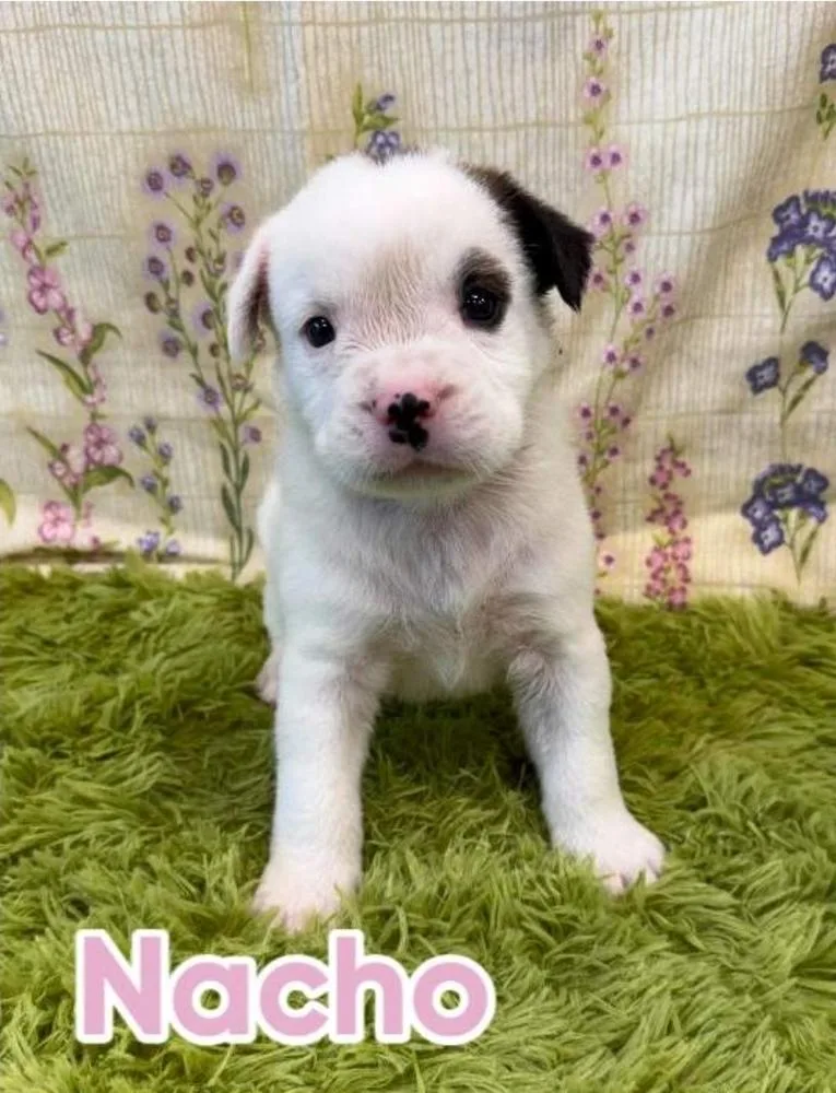A baby large-sized male Tricolor (Brown, Black, & White) American Staffordshire Terrier dog named Nacho for adoption in Sedalia, CO