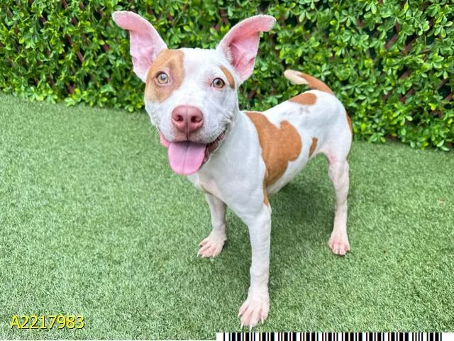 A young medium-sized male Mixed Breed dog named Country for adoption in West Palm Beach, FL
