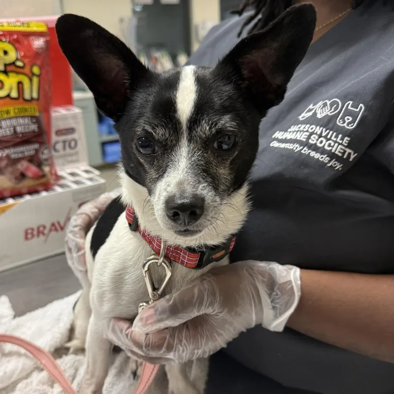 An adult small-sized male White / Cream Mixed Breed dog named Ikea for adoption in Jacksonville, FL