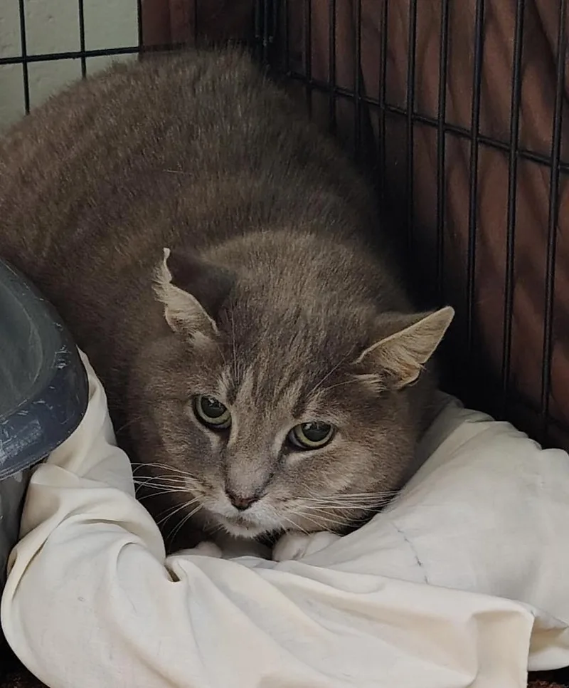 An adult small-sized female Domestic Short Hair cat named Luna for adoption in Saint Clairsville, OH