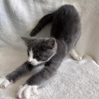 A baby small-sized male Domestic Short Hair cat named Wango for adoption in Janesville, WI