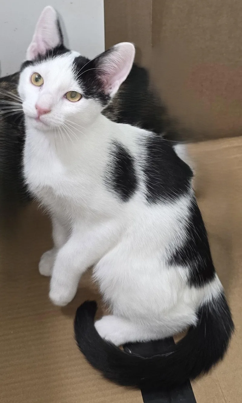 A young medium-sized male Domestic Short Hair cat named Toeby H for adoption in Cary, NC