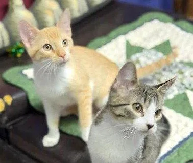 A baby medium-sized female Orange & White Domestic Short Hair cat named Lola and Gracie for adoption in Shawnee, KS